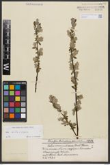 Salix aurita L. x Salix repens L.